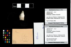 Foto (Objekt + Etikett) von Pithonoton sp.  (NHMW-GEO-1990-0041-4377)